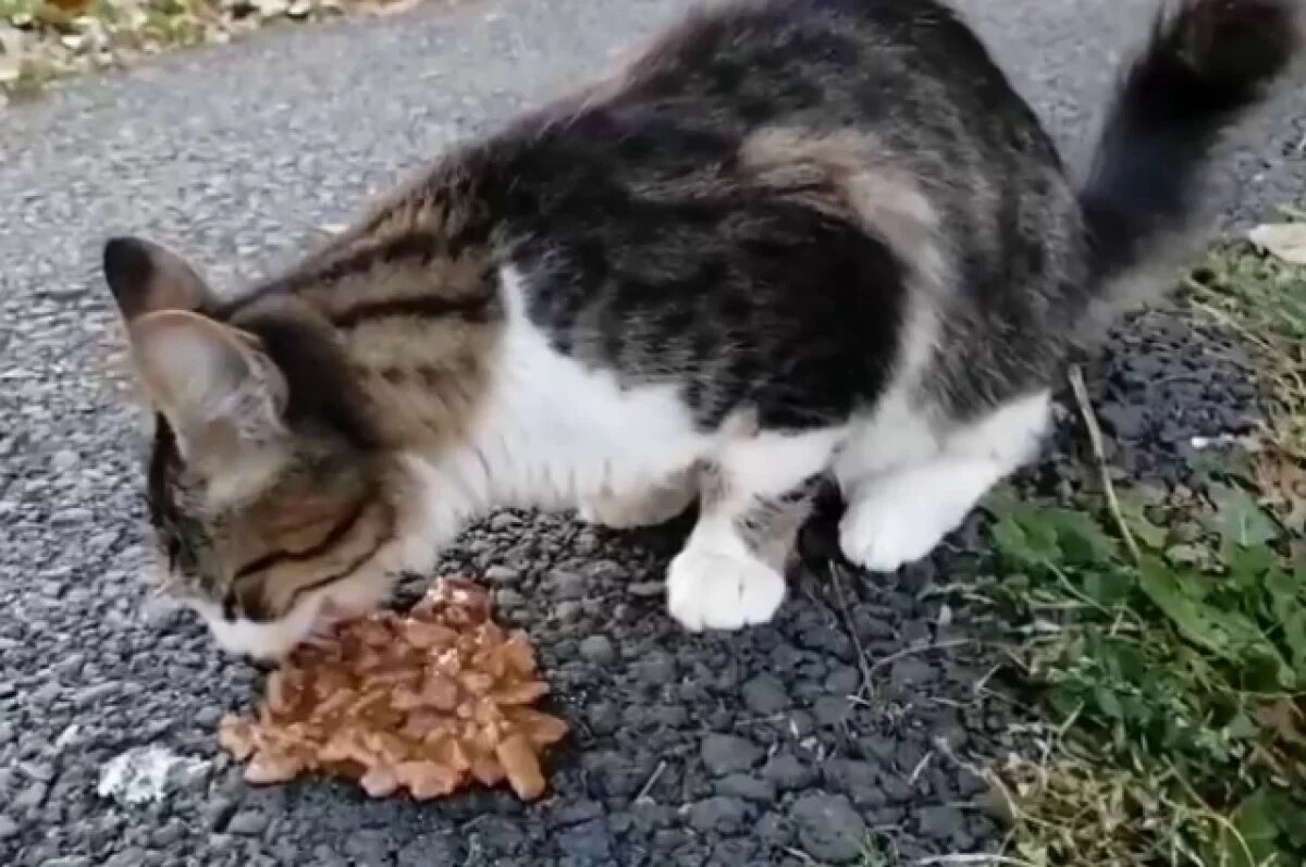    Кота, над которым издевался юный садист в Салавате, нашли живым