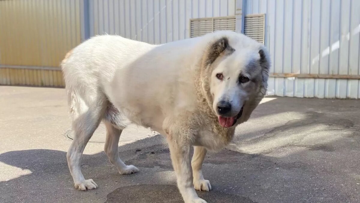     Источник: «Сострадание НН»