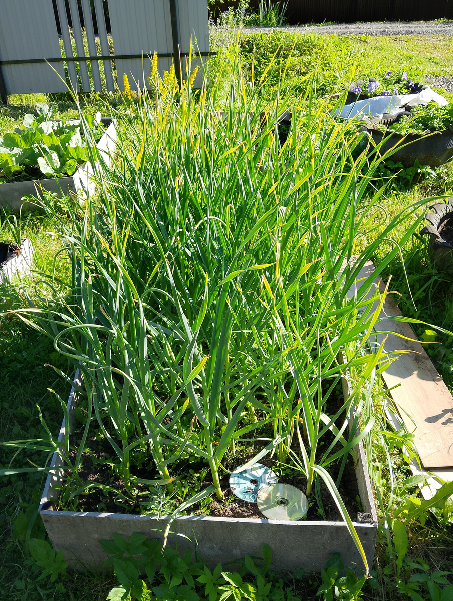 Чеснок Богатырь  фото 29 июля 2024