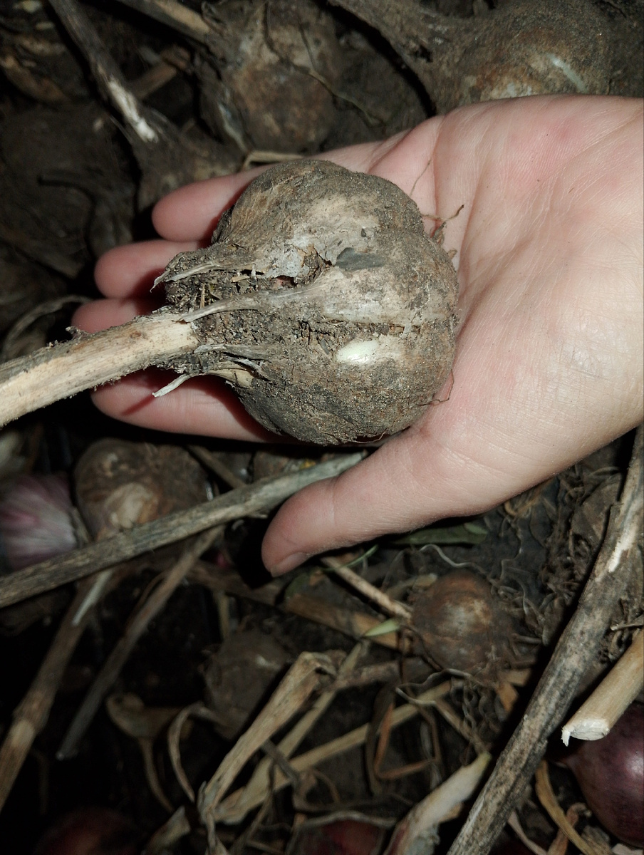 Богатырь в ладошке