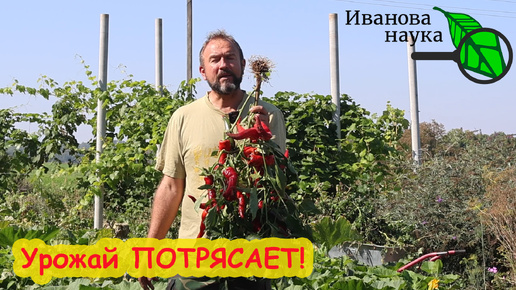 Tải video: КАК ЗАПРАВИТЬ ПОЧВУ ПОД ОГУРЦЫ, ТОМАТЫ и КАРТОФЕЛЬ. Этого удобрения много не бывает!