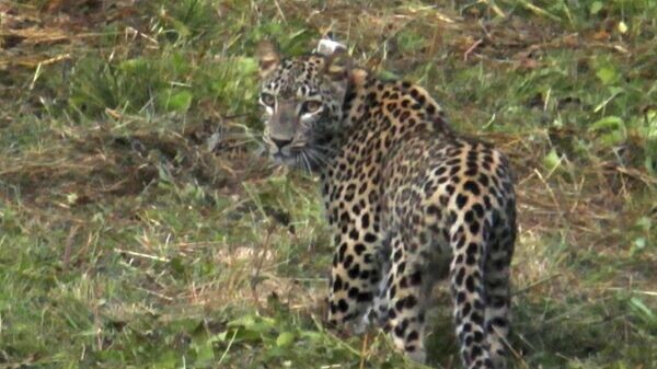    © Пресс-служба Минприроды РСО-Алания