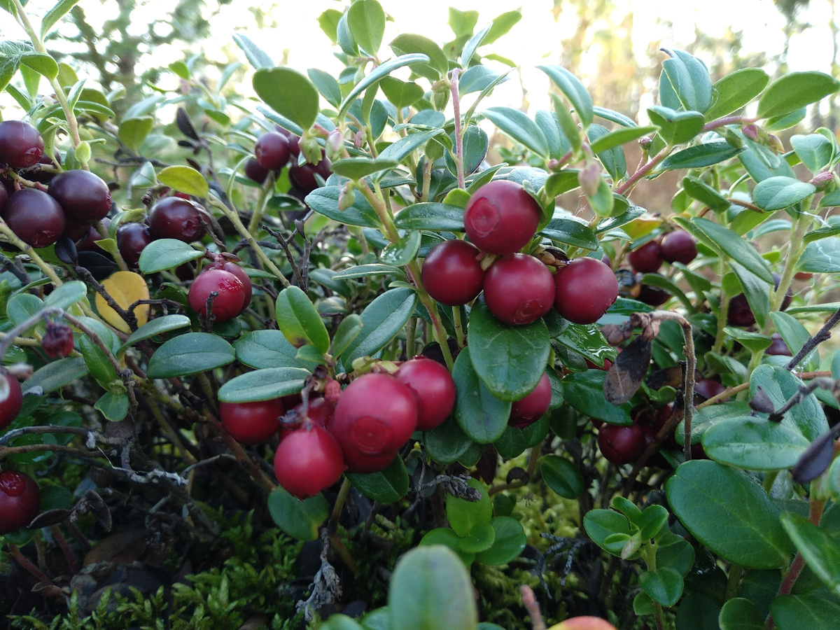 Грозди ягод сочно висят невысоких кустах)
