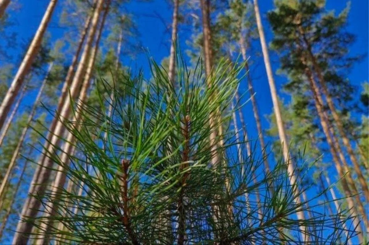    Более 20 тысяч деревьев и кустарников высадили работники СвЖД