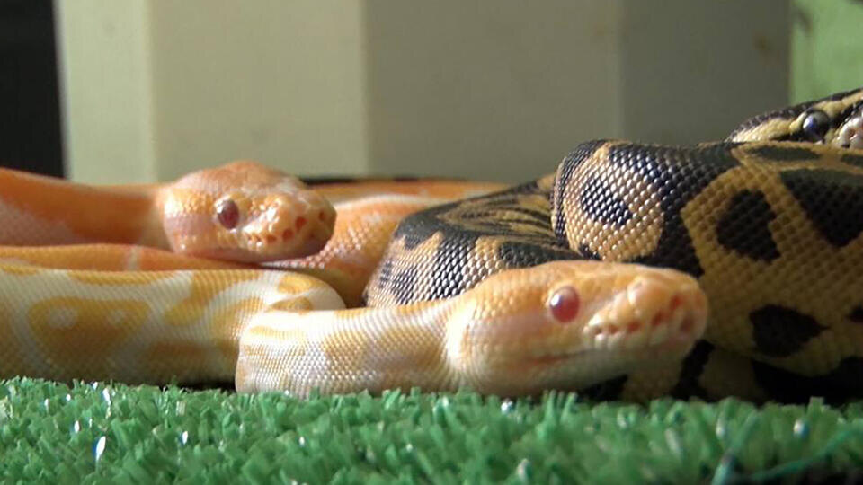 Фото: © t.me/Таможенные органы Беларуси