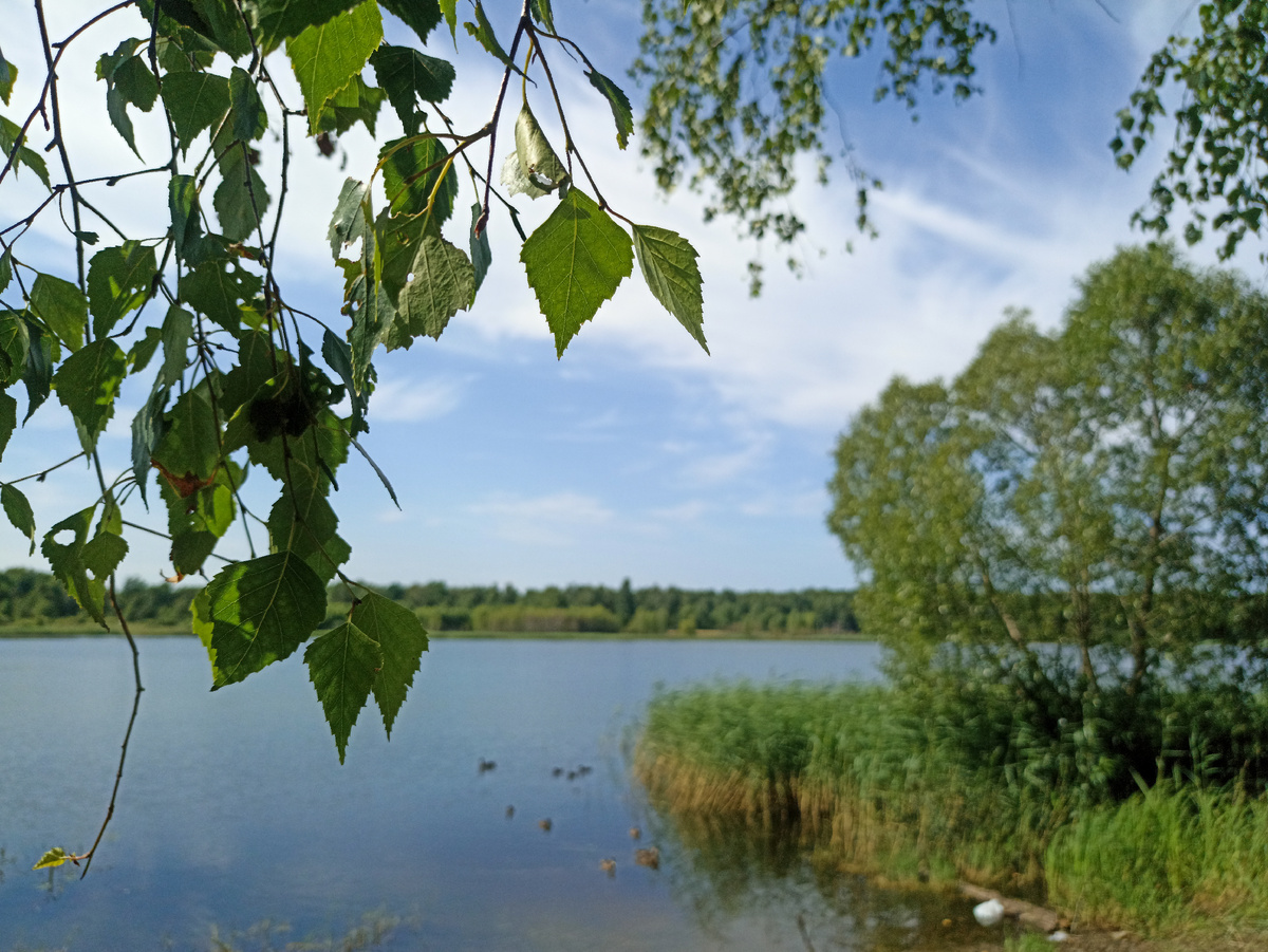 Зеленые краски у голубого пруда. Листайте галерею