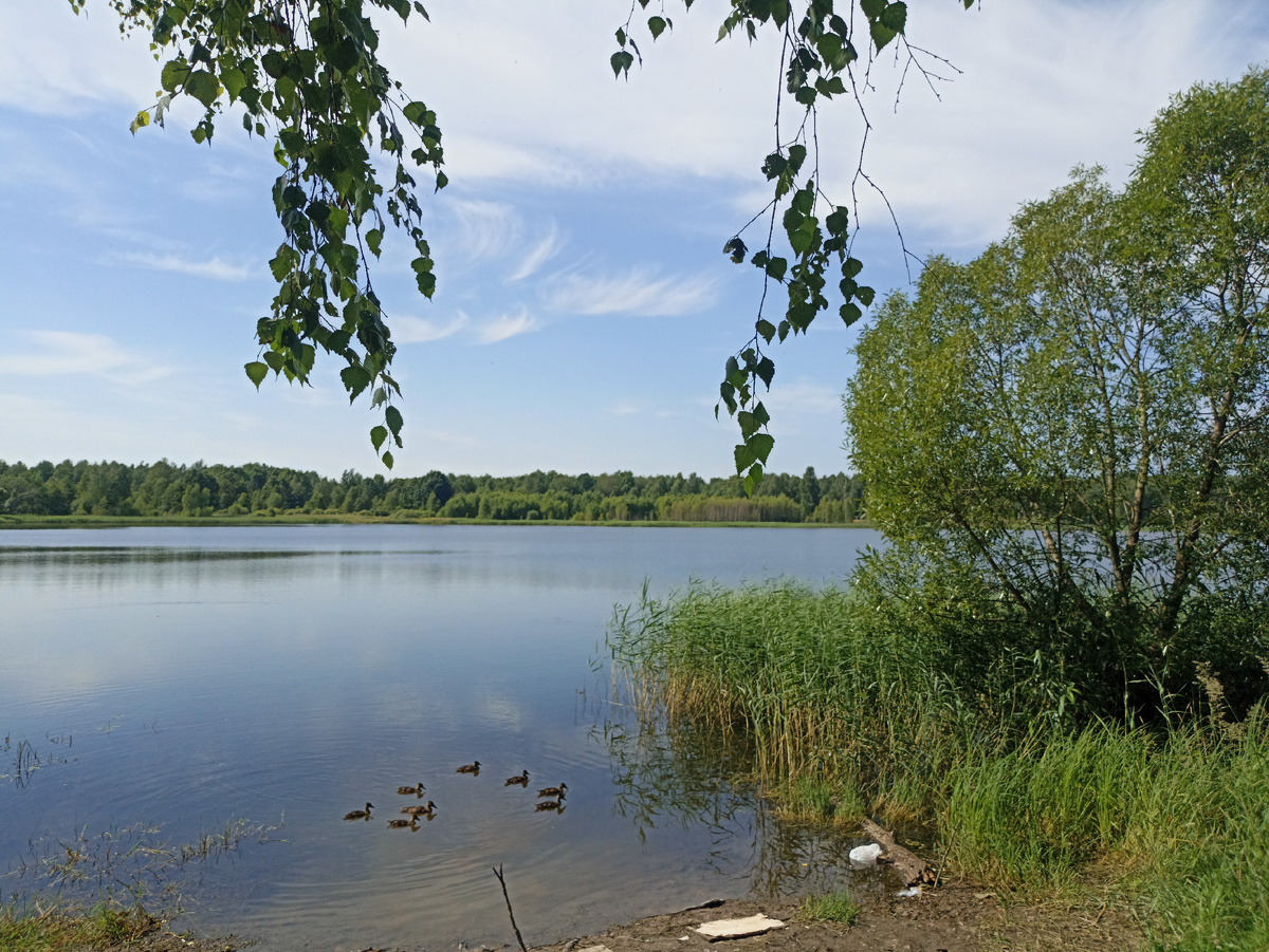 Зеленые краски у голубого пруда