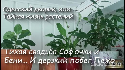 Глава 6. Тихая свадьба Софочки и Бени… И дерзкий побег Пежо