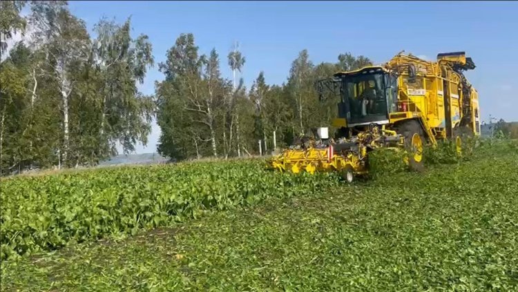    1 млн тонн сахарной свеклы на сегодня собрали в Башкортостане