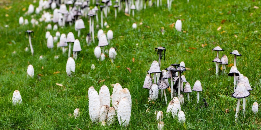 Деликатесный гриб, котрым пренебрегают большинство грибников - навозник белый Coprinus comatus