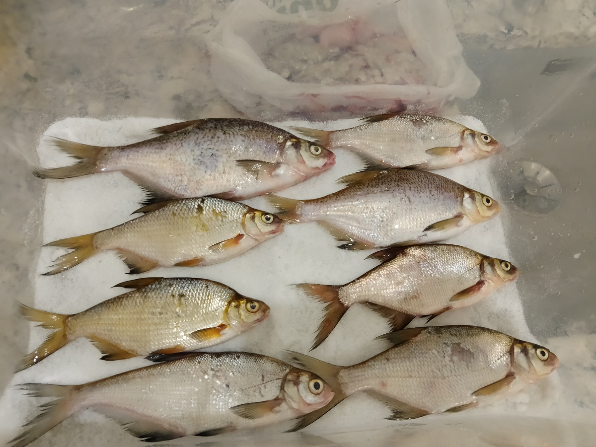 Разложил рыбу и начинаю засыпать её слоем соли.