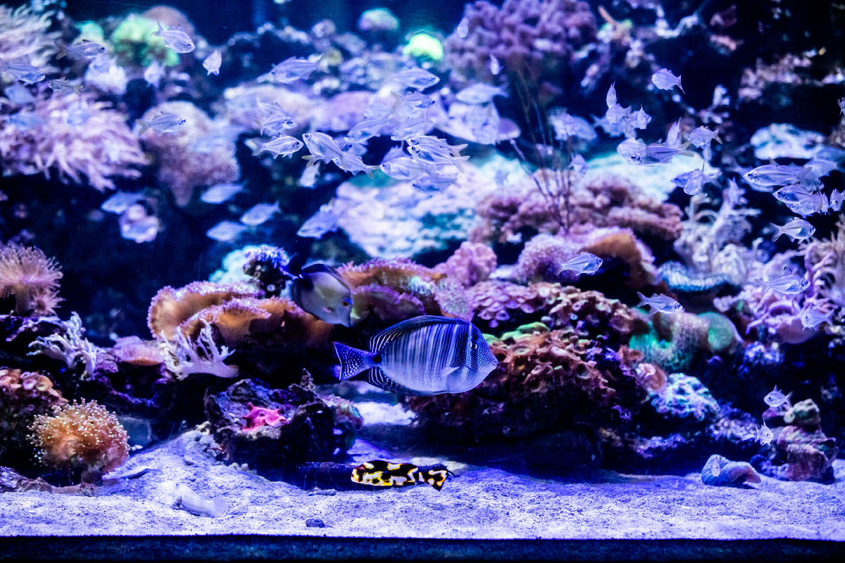 источник: www.aquarium.co.za