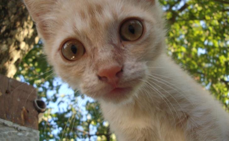    фото Курские известия