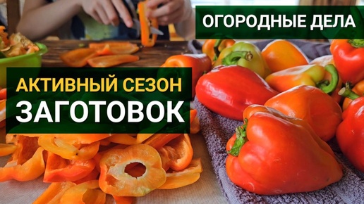 КУПИЛИ КЕДР / ЗАНЯЛИСЬ ОГОРОДОМ И ЗАГОТОВКАМИ