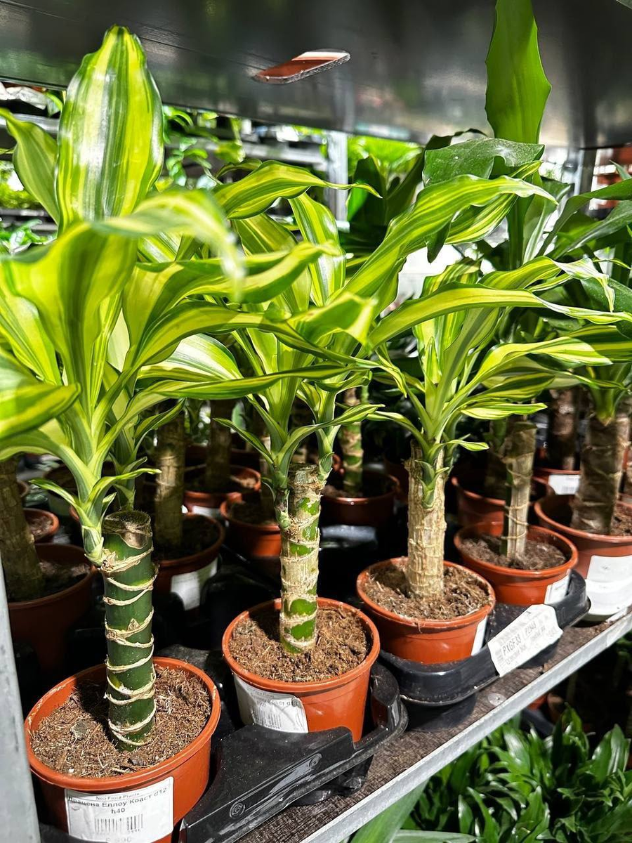 Neo Flora Plants Воронеж