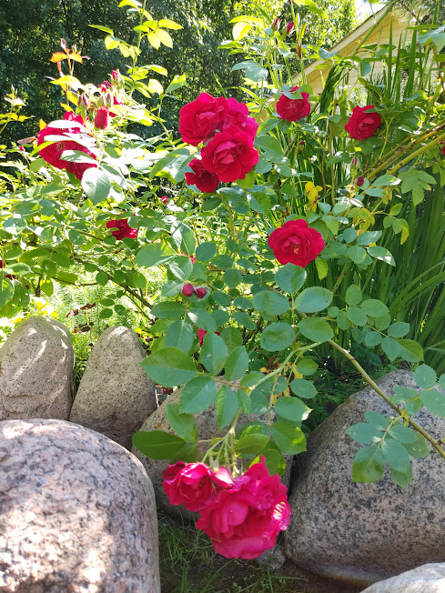 Фламентанц (Flammentanz)