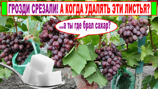 🍇 ЛИСТЬЯ ВИНОГРАДА больше 60 дней НЕ РАБОТАЮТ? Зачем вы их держите на кустах? НЕМЕДЛЕННО УДАЛИТЬ?