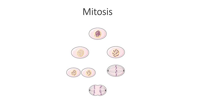 mitotic cell cycle