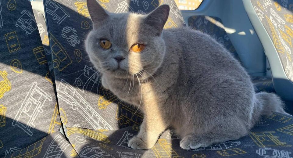    Пресс-служба Мострансавто