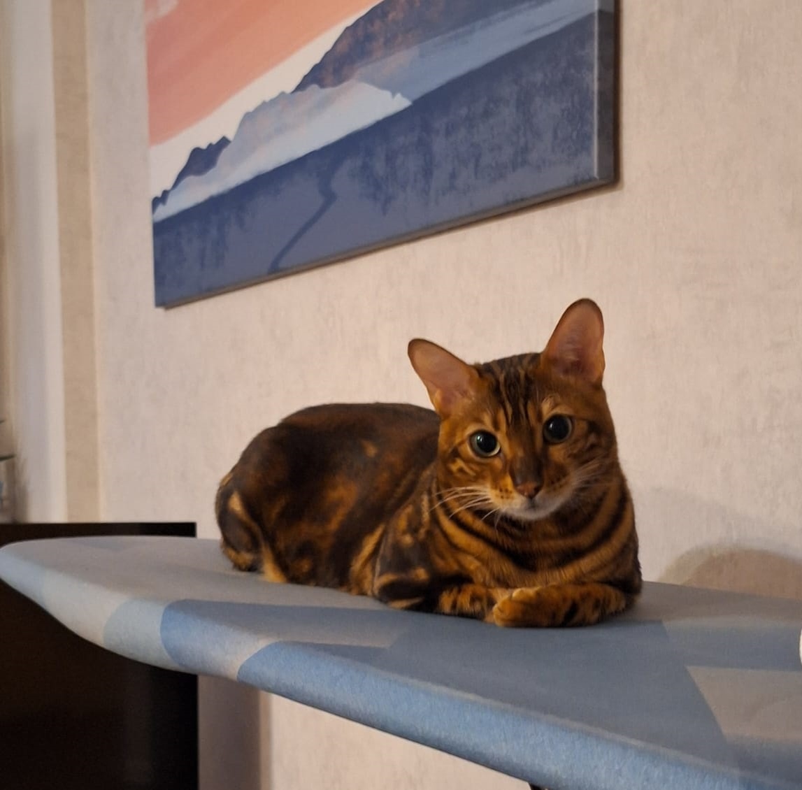 Кошка, от которой почти нет шерсти в доме