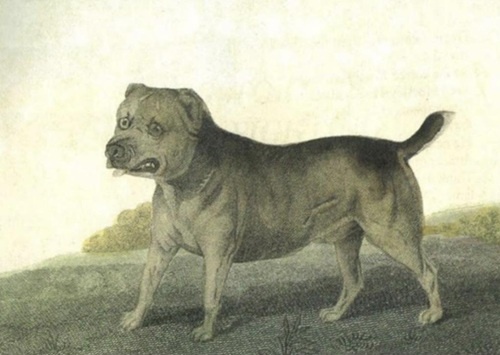 Trusty, 1806 год.