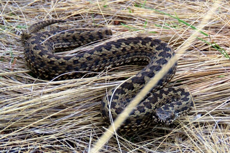    Лосиный гон и массовый выход гадюк: Как проходит осень в оренбургских заповедниках Марина Шарт
