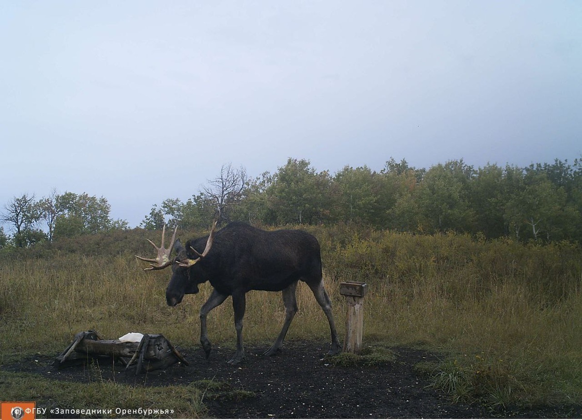    Лосиный гон и массовый выход гадюк: Как проходит осень в оренбургских заповедниках Марина Шарт