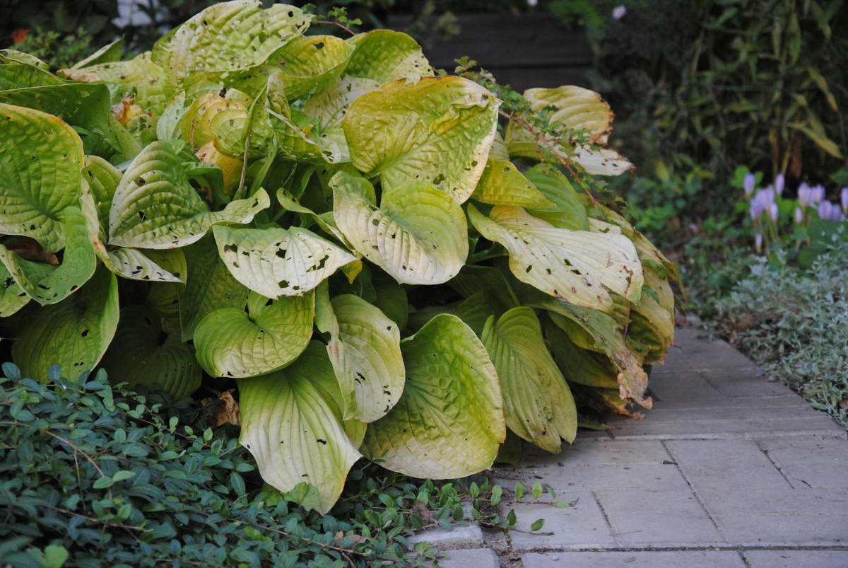 Хоста Ай Кэтчер (Eye Catcher) в моем садк