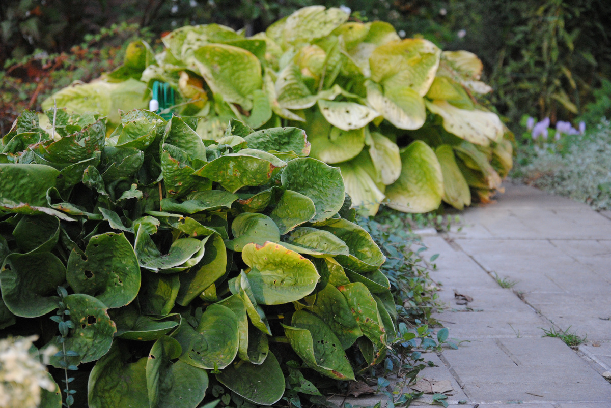 Хосты в моем саду