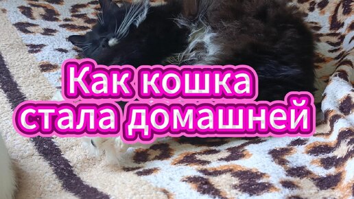 Как кошка стала домашней