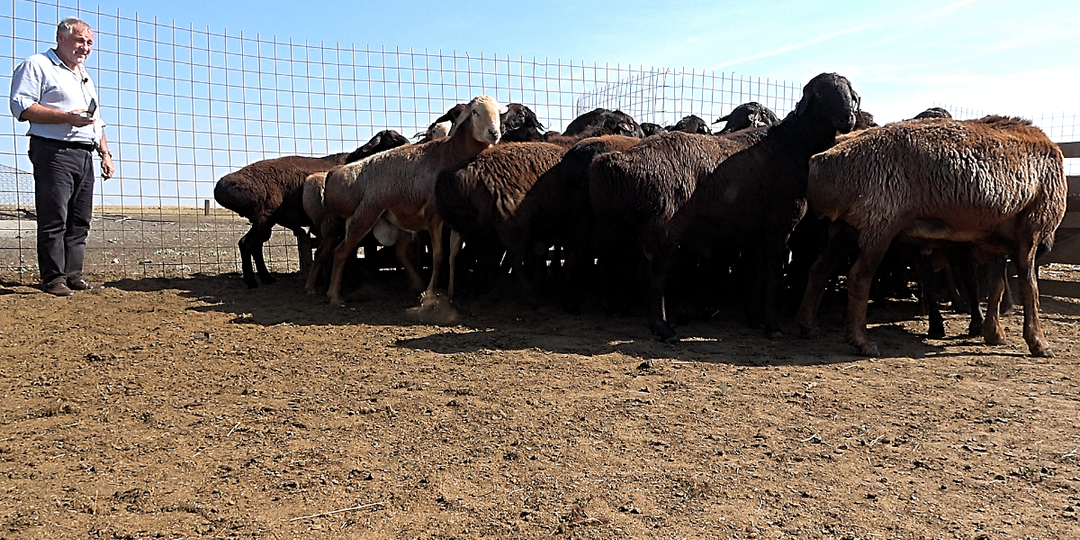 Преимущества эдильбаевской породы овец. О стихийном поглотительном скрещивании и сохранении других пород