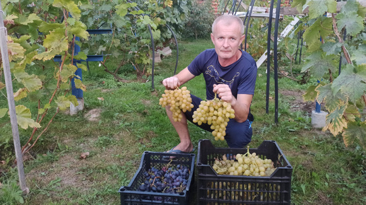 Пора готовить виноградные кусты к зиме, срезаю весь виноград.