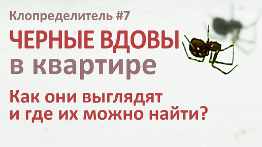 Черные вдовы захватили квартиру: взрослый каракурт и выводок мелких паучат в обычном городском доме