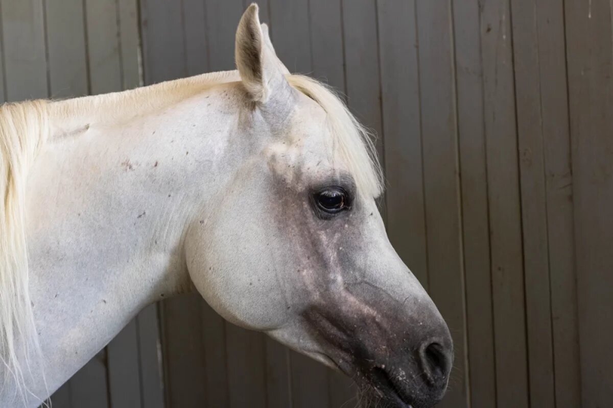    Депутат Госдумы просит Генпрокуратуру проверить конный пробег на Кавказе