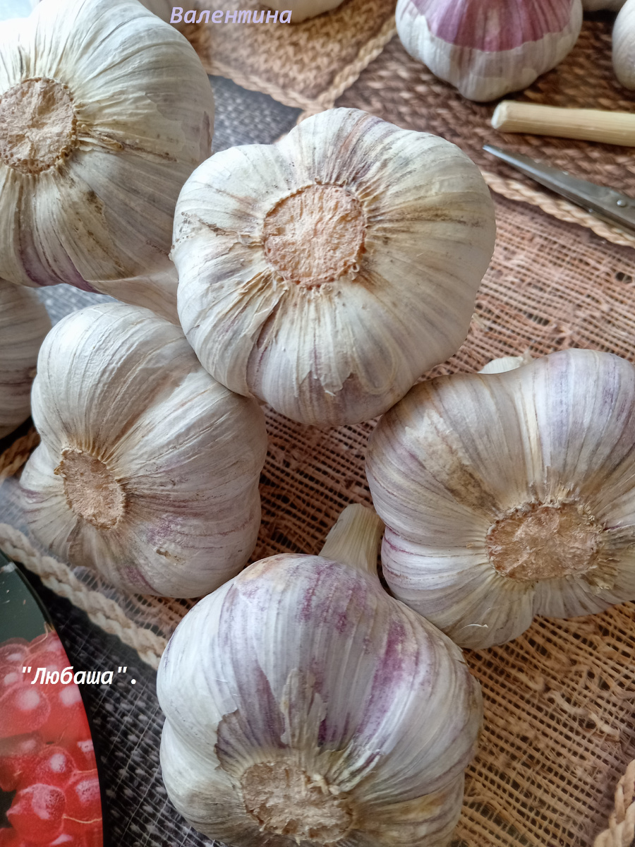 Озимый сорт "Любаша".