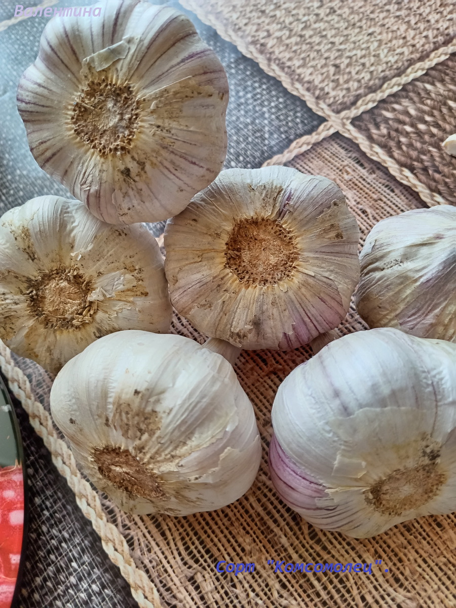 Озимый сорт "Комсомолец". 