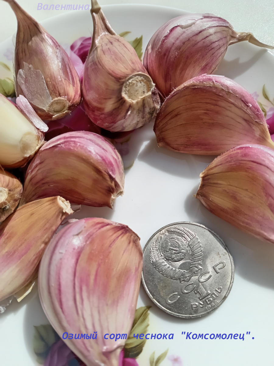 Озимый сорт "Комсомолец".