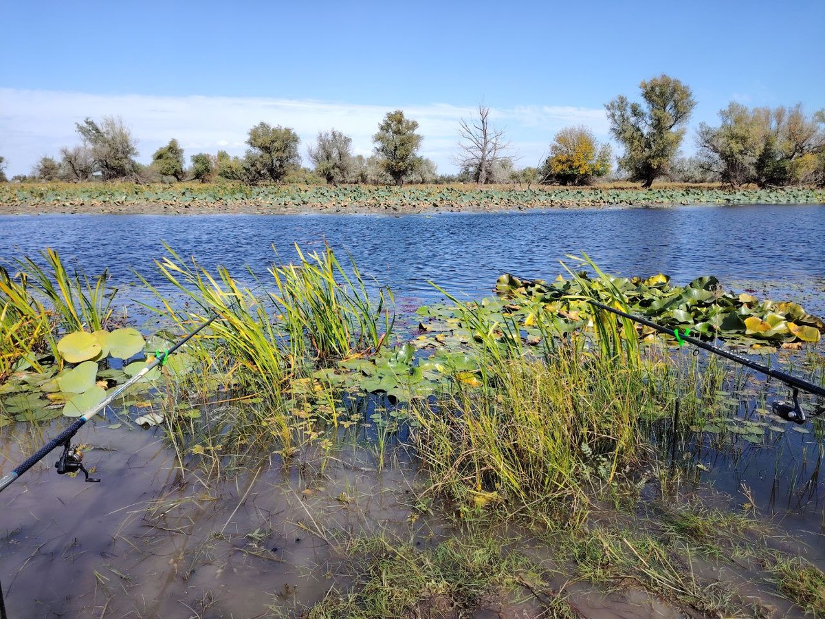 поплавочка на ерике в Астрахани