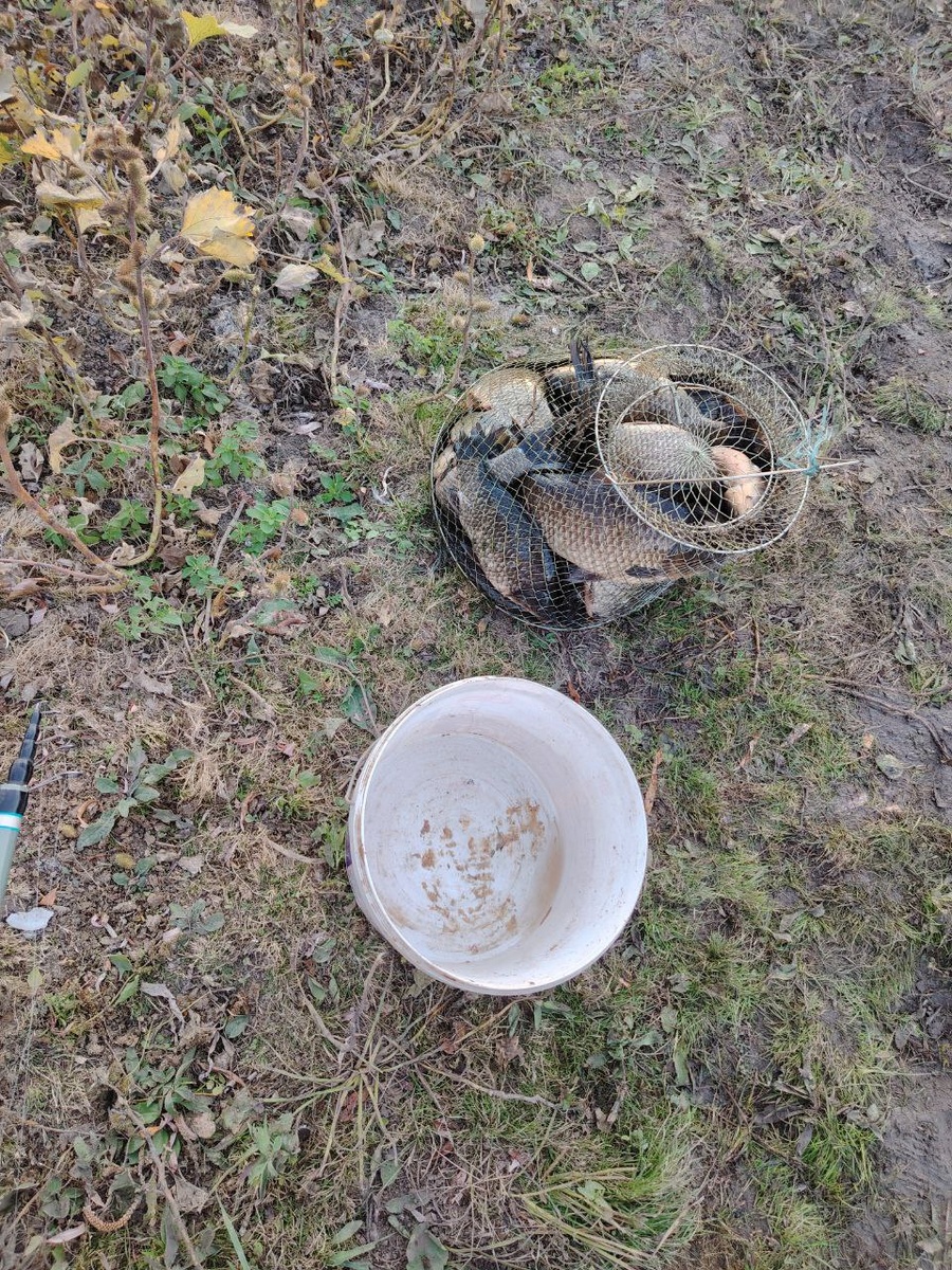 улов карася