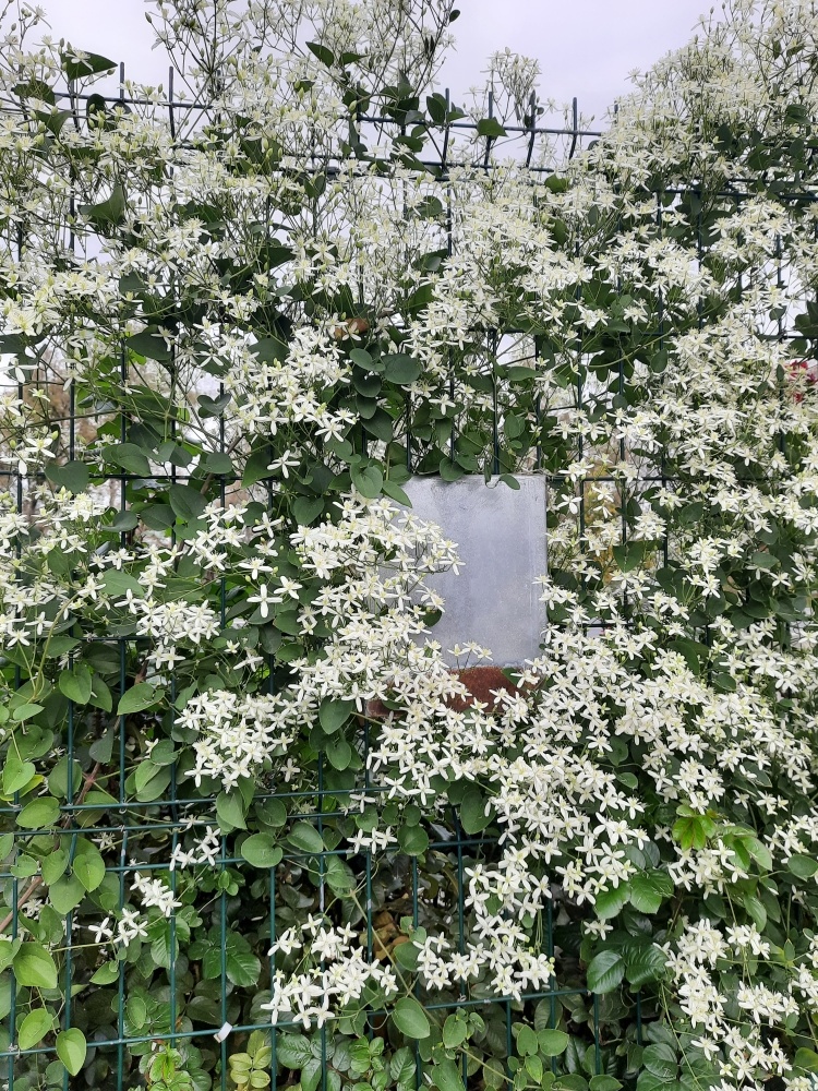 Все фотографии в статье мои