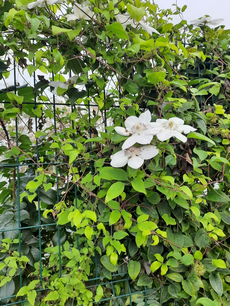 Придорожный красавец