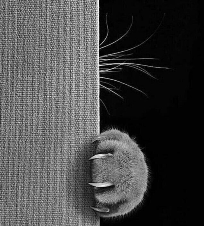 Фото из свободного доступа