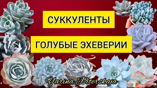 Download Video: Суккуленты. Голубые эхеверии.