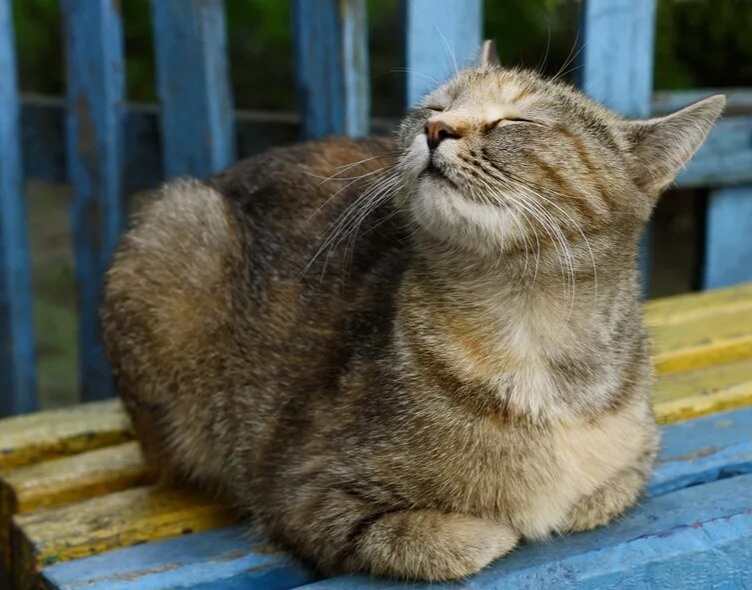 Яндекс картинки