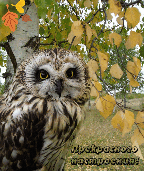 Яндекс картинки