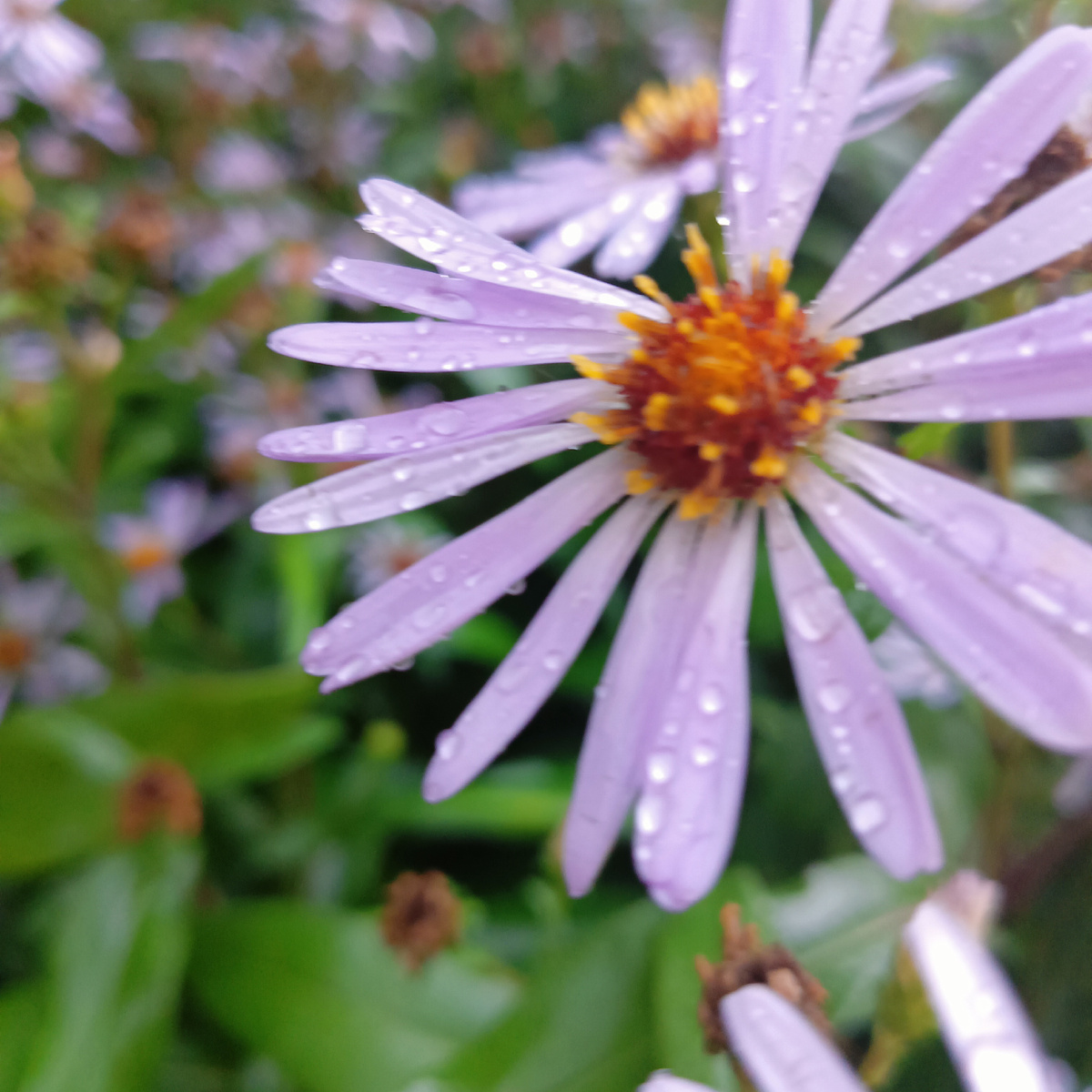 В деревне всегда хорошо 