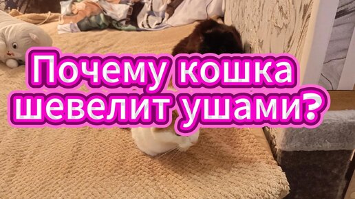 Кошка шевелит ушами