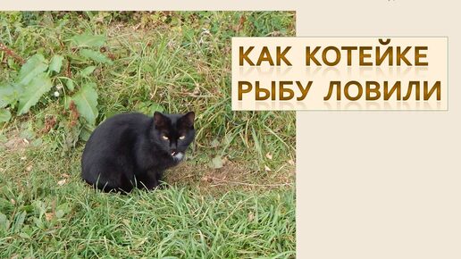 Как Котейке рыбу ловили