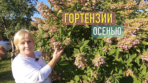 Download Video: Гортензии в осеннем саду: показываю кусты, которым перевалило за 15 лет. Говорим о моих любимых сортах, подкормках, обрезке.