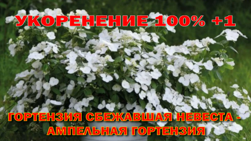 Укорениение 100% + 1. Гортензия 